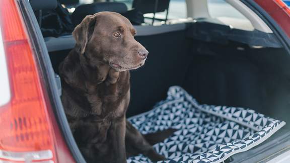 Chocolate Labrador Retriever sitzt im Kofferraum eines Autos mit einem traurigen Blick auf seinem Gesicht 